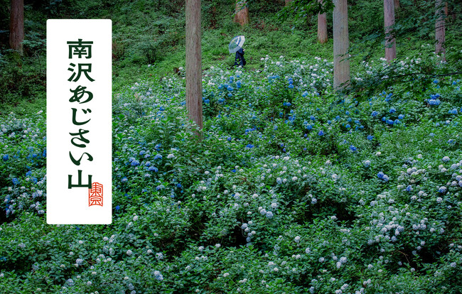東京の秘境【南沢あじさい山】2025年も自然との共生をテーマに、地域の若い世代が中心となり、持続可能を目指す新たな取り組みを発表
