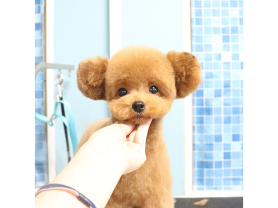 可愛いカットと本格的な写真撮影で人気な富士宮市のトリミングサロン「Dog salon Starsea」が...