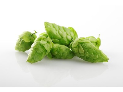 伝説のホップ「ソラチエース」だけでつくったビール「サッポロ　ＳＯＲＡＣＨＩ１９８４」のブランドサイトにてホップに関する新コンテンツを公開