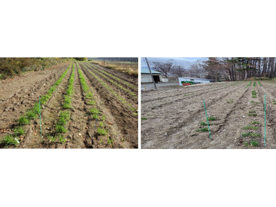 気候変動へ対応！寒冷地で夏の暑さを避け栽培するために越冬耐性の強い新たなビール大麦の品種開発を開始
