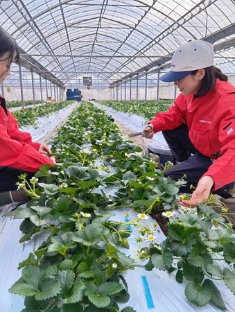 産直有機いちごの収穫・出荷をグリーンコープ職員が現地で支援