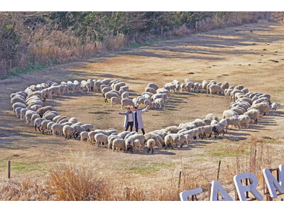 約200頭の羊たちが描く、愛のしるし！マザー牧場のバレンタイン限定イベントは2月3日よりスタート！