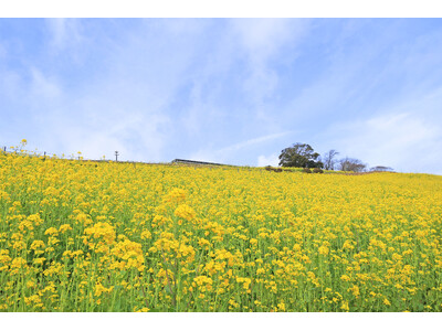 【春の風物詩】350万本の花が咲く、マザー牧場の「菜の花畑」が見頃入りしました。