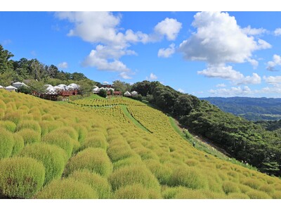 秋の気配到来！マザー牧場の「コキア」が、秋色へ変化スタート！自然の色で感じる、季節の移り替わり。