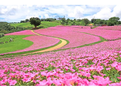 今年12年目。2万株全て手植えで創り出す、桃色の絶景。台風5号を乗り越え『桃色吐息の花畑』現在見頃です。