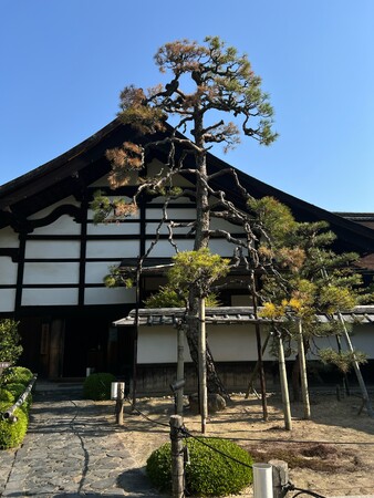 一休寺 庫裡前の松、役目を終えて ― 禅の心を映す景観の象徴