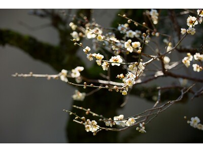 京の冬の旅 春の訪れ 観梅の虎丘庵特別拝観予約受付中