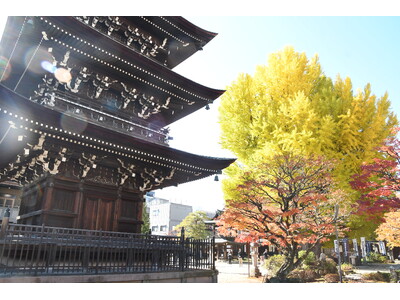 【飛騨高山・岐阜県高山市】樹齢推定1200年の大イチョウが黄金色に輝く | 飛騨国分寺の黄葉が見ごろ