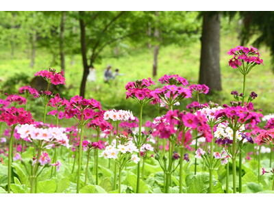 【飛騨高山・岐阜県高山市】Instagramハッシュタグキャンペーン「花の森フォトコンテスト2026」初開催！約15万本のクリンソウが見ごろを迎えています