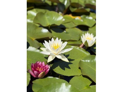 【飛騨高山・岐阜県高山市】大谷しだれ桜公園のスイレンが見ごろ