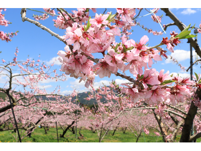 【岐阜県高山市】久々野地域の果樹園で飛騨桃の花が満開