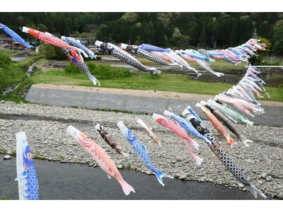 【岐阜県高山市】飛騨川の青空に泳ぐ約100匹のこいのぼり