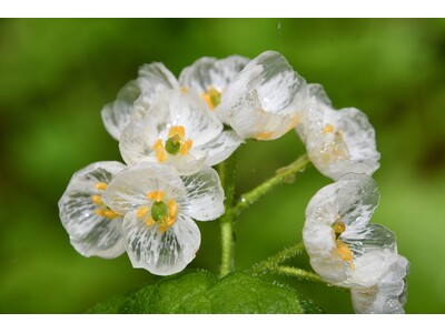 【岐阜県高山市】平湯キャンプ場に2種類の白い花の絨毯