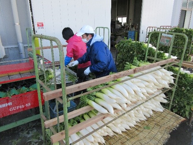 【徳島県　鳴門市役所】「おてつたび」×「JA里浦」×「鳴門市」　～「半農半X」推進シェアハウス事業～「青首だいこん編」スタート！！