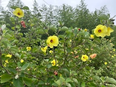 【徳島県　鳴門市役所】2025　鳴門市　ハマボウ・ヒマワリまつり