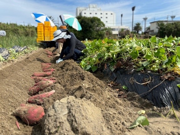 「おてつたび」×「JA里浦」×「鳴門市」　～「半農半X」推進シェアハウス事業～「なると金時編」スタート
