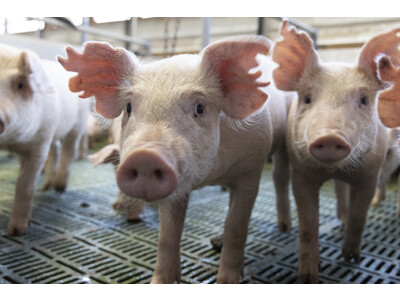 独自の乳酸菌入り混合飼料「ゼオ・ラクト」を採用した農家が生産したブランド豚「ふくいポーク」を2023年8...