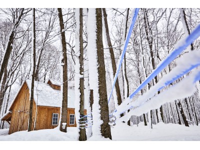 今年のカナダ・ケベック州産メープルシロップの収穫量が発表されました