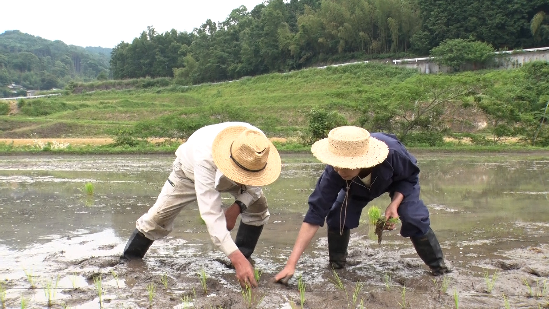 【ＢＳ日テレ】日本の原風景とスローライフを体験！財前直見が家族と挑む「手植え田植え」6月19日（木）よる10時放送『なおみ農園』