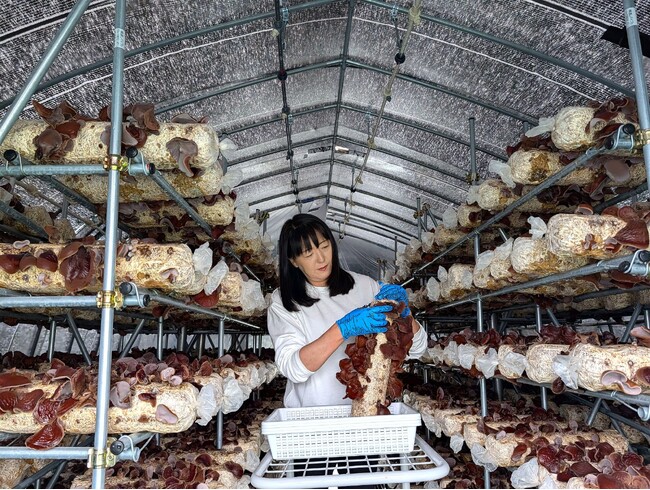 【北海道白糠町】「北海道ハルカ カルㇱの森」でキクラゲが収穫期栽培開始から4年、過去最高の収穫量へ