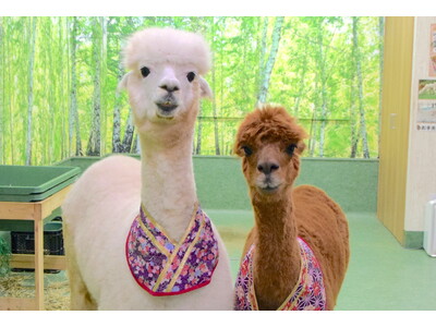 イベント出張・メディア出演もOK！神楽坂のアルパカがニューフェイスに！かわいいアルパカと、「アルパカふれあいランド」でふれあいやお散歩を楽しもう！
