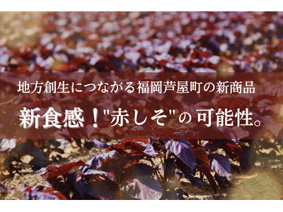 サクッ、ほろっ、ふわ~。新食感がクセになる「そのまま食べる赤しそ」。福岡県芦屋町の特産品を使った「サクッ...