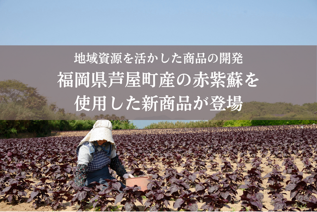 「もったいない」が、宝物になった。福岡・芦屋町の赤紫蘇が主役の万能スナック「サクッと！赤しそ」誕生秘話。
