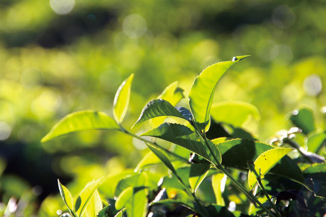 クリーミー泡で毛穴の黒ずみ*¹オフ。アメリカ発の世界的オーガニックボディケアブランド「ドクターブロナー」のマジックソープ季節限定フレグランス「アールグレイ」大容量サイズが、ポンプ付き限定セットで登場