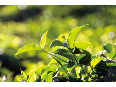 クリーミー泡で毛穴の黒ずみ*¹オフ。アメリカ発の世界的オーガニックボディケアブランド「ドクターブロナー」のマジックソープ季節限定フレグランス「アールグレイ」大容量サイズが、ポンプ付き限定セットで登場