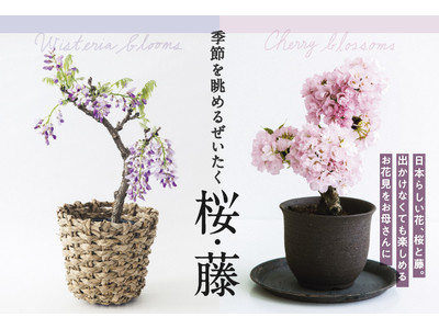 フェリシモ「しあわせを贈る母の日花ギフト」の最注目アイテム「桜」の鉢植えが再販。「シャクヤク」「藤」や「盆栽」や「苔玉」なども販売中