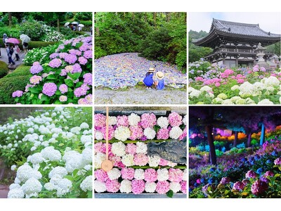 「梅雨を晴れやかな気分で楽しんでほしい」と紫陽花の名所でSNSで話題の「紫陽花の傘」を無料で借りて撮影が...