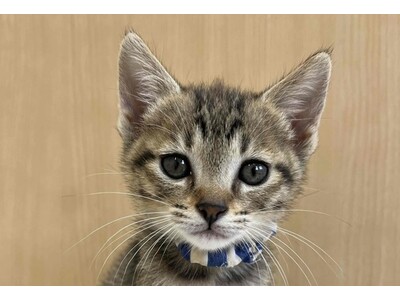 丹波篠山ＴＮＲ推進プロジェクト ～人と猫が調和し、共生するやさしいまちづくり～