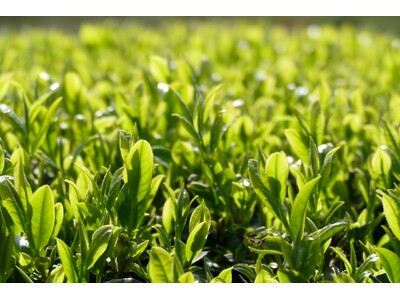 1200年の歴史を誇る兵庫県内随一の茶処でお茶を楽しむ「丹波篠山新茶ウィーク」