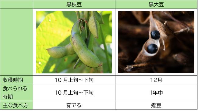 おせち料理にも欠かせない特産品　丹波篠山市発祥の「丹波黒」の植え付けが最盛期を迎えました