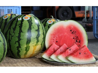 丹波篠山の夏限定！市場に出回らない幻の「大山スイカ」とは