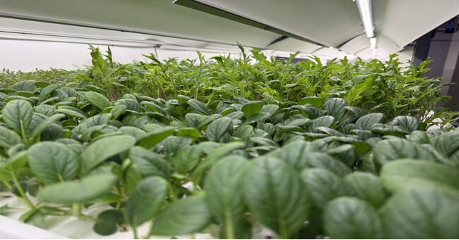 国内シェア8割の老舗マッチメーカー日東社、工場内で無農薬野菜の室内栽培を開始。精密な品質管理ノウハウを活かし、アグリ事業参入へ
