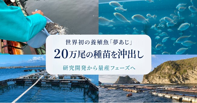 さかなドリーム、世界初の養殖魚「夢あじ」20万尾超の種苗を海面生簀へ沖出し
