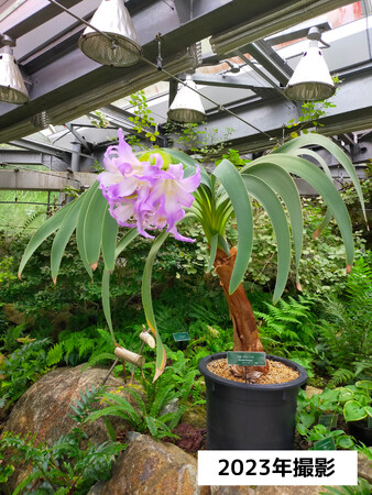 開花しました！珍しい花、ブルーアマリリス｜Infoseekニュース