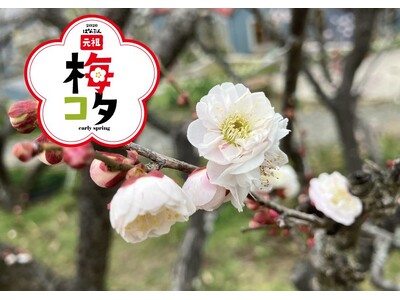 元祖梅コタ 2026 開催！約 90 品種、240 本の梅が開花します