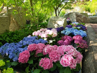花の文化園では　アジサイが見頃です