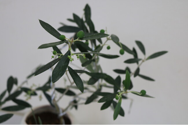 【新商品】実付き盆栽オリーブOLIVEIOUS　「Table Olive Plus」　東京 日本橋にて発売開始