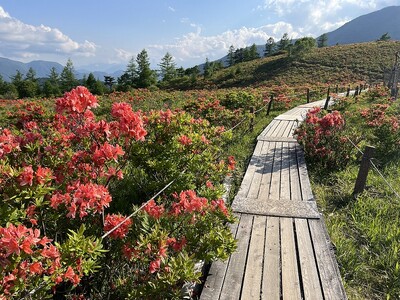 【山梨県韮崎市】約15万株のレンゲツツジが彩る甘利山の自然を未来へ。「甘利山環境保全協力金」の取り組みを今シーズンも実施。前年度は74万円以上の善意が集まる