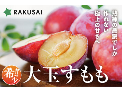 希少！最高級品種 菊島さんの『大玉すもも 貴陽(きよう)』(山梨県産)