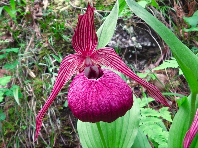 盗掘・食害・気候変動で絶滅危惧 “幻の花”アツモリソウの未来を考える