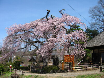 長野県富士見町にて「高森観音堂さくら祭り」を4月14日（日）に開催します！お餅や豚汁、ポップコーンのふる...