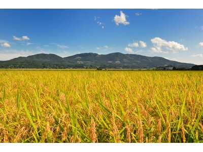 奥州市産のお米「ひとめぼれ」が食味ランキングで最高評価「特A」を獲得！通算24回目の評価