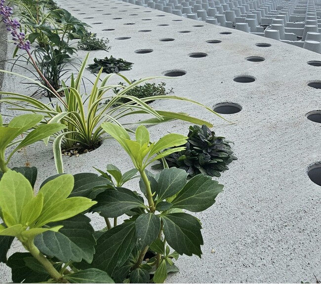 ガーデニングに最適！透水性コンクリート「Dotcon」で水やり回数を減らすサステナブルな庭づくり