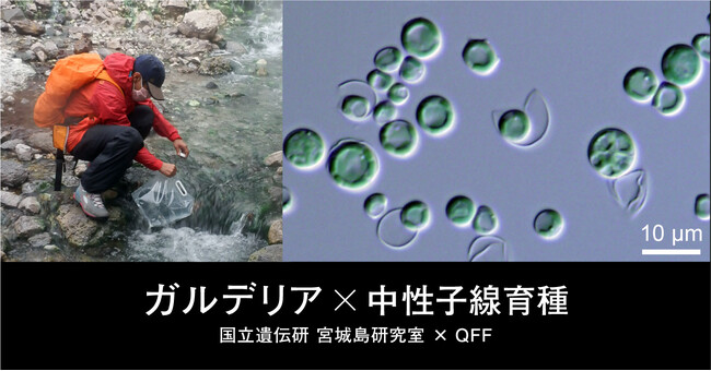【国立遺伝学研究所 宮城島研究室×QFF】中性子線を活用した微細藻類(ガルデリア)の研究を開始