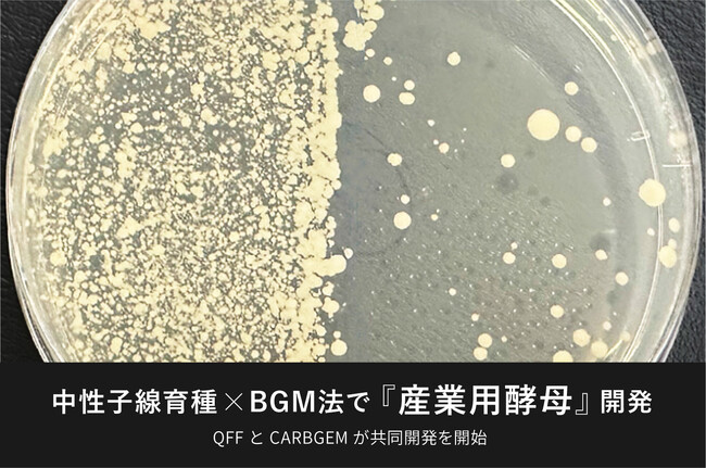 ”中性子線育種 × BGM法”で『産業用酵母』の高機能化へ。QFFとカーブジェンが共同開発を開始