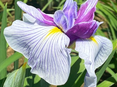 【葛飾区】花菖蒲の名所・堀切菖蒲園にて『一番花』開花！！